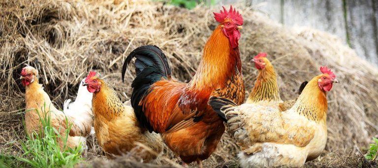 chicken1