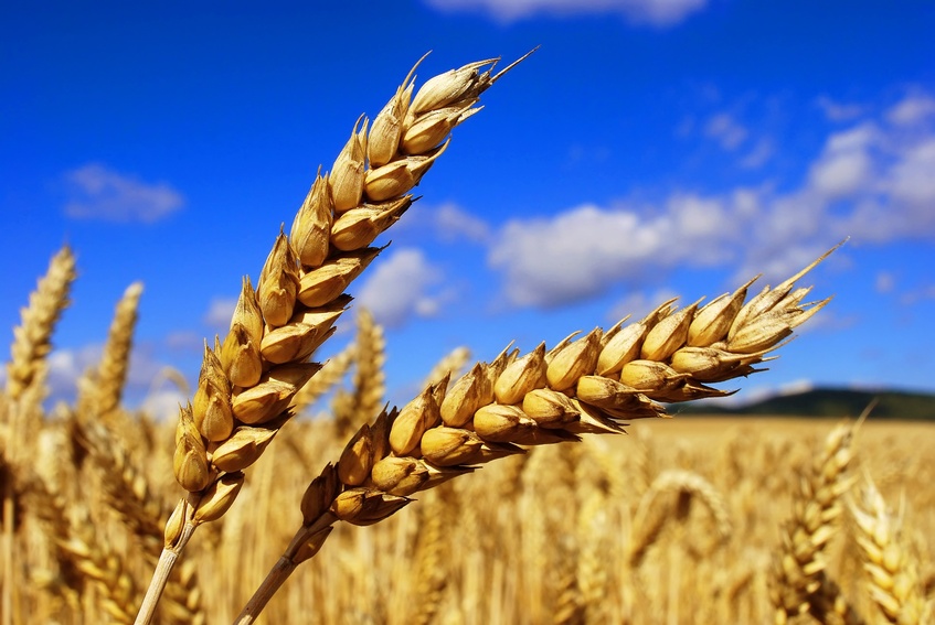 Agri-Business Loans