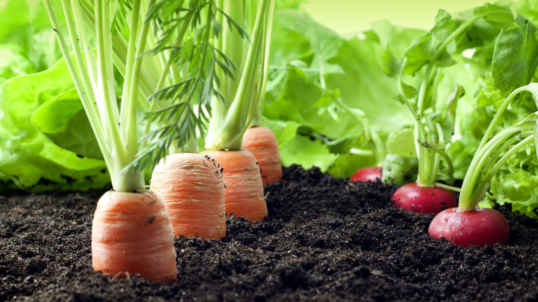 Agri-Business Loans